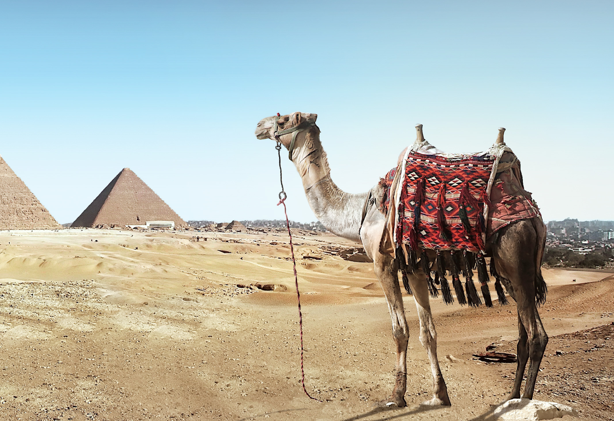 A camel and some pyramids.