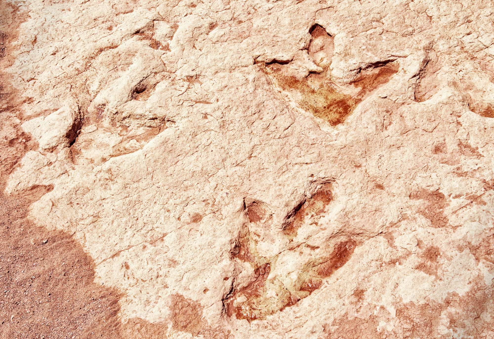 Dinosaur footprints.