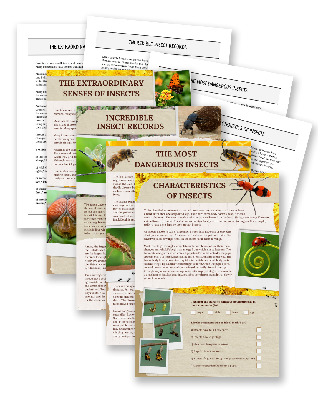 Insects: Biology, Records & Dangerous Bugs - Non-Fiction Reading Comprehension