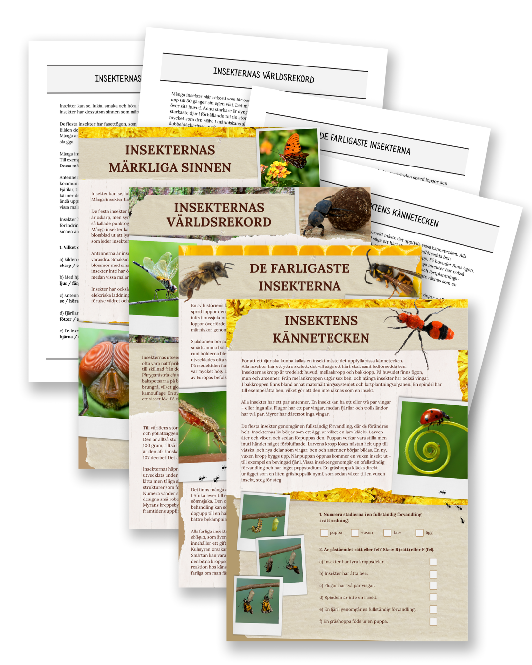 Insects: Biology, Records & Dangerous Bugs - Non-Fiction Reading Comprehension