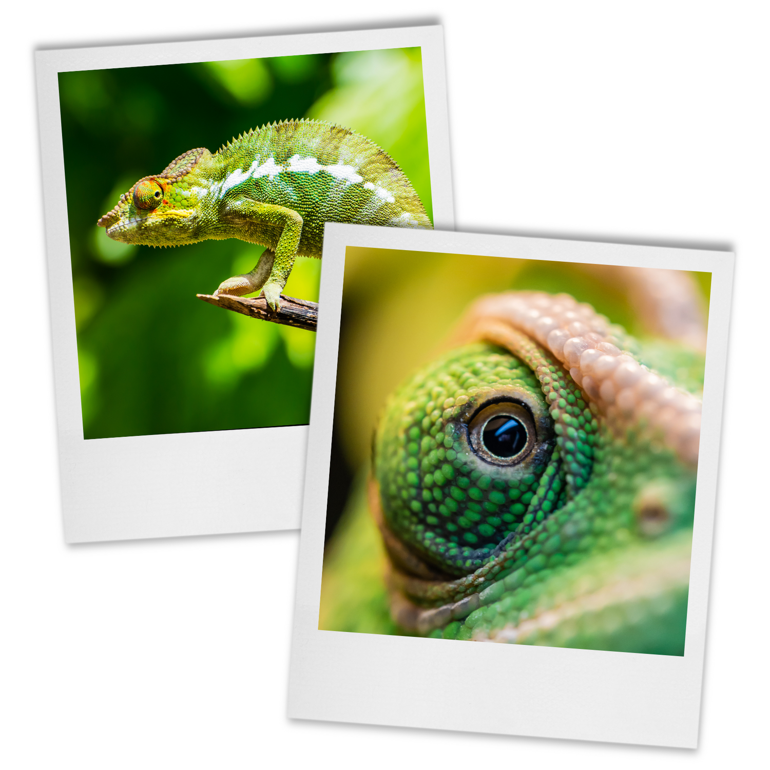 Images of chameleons.