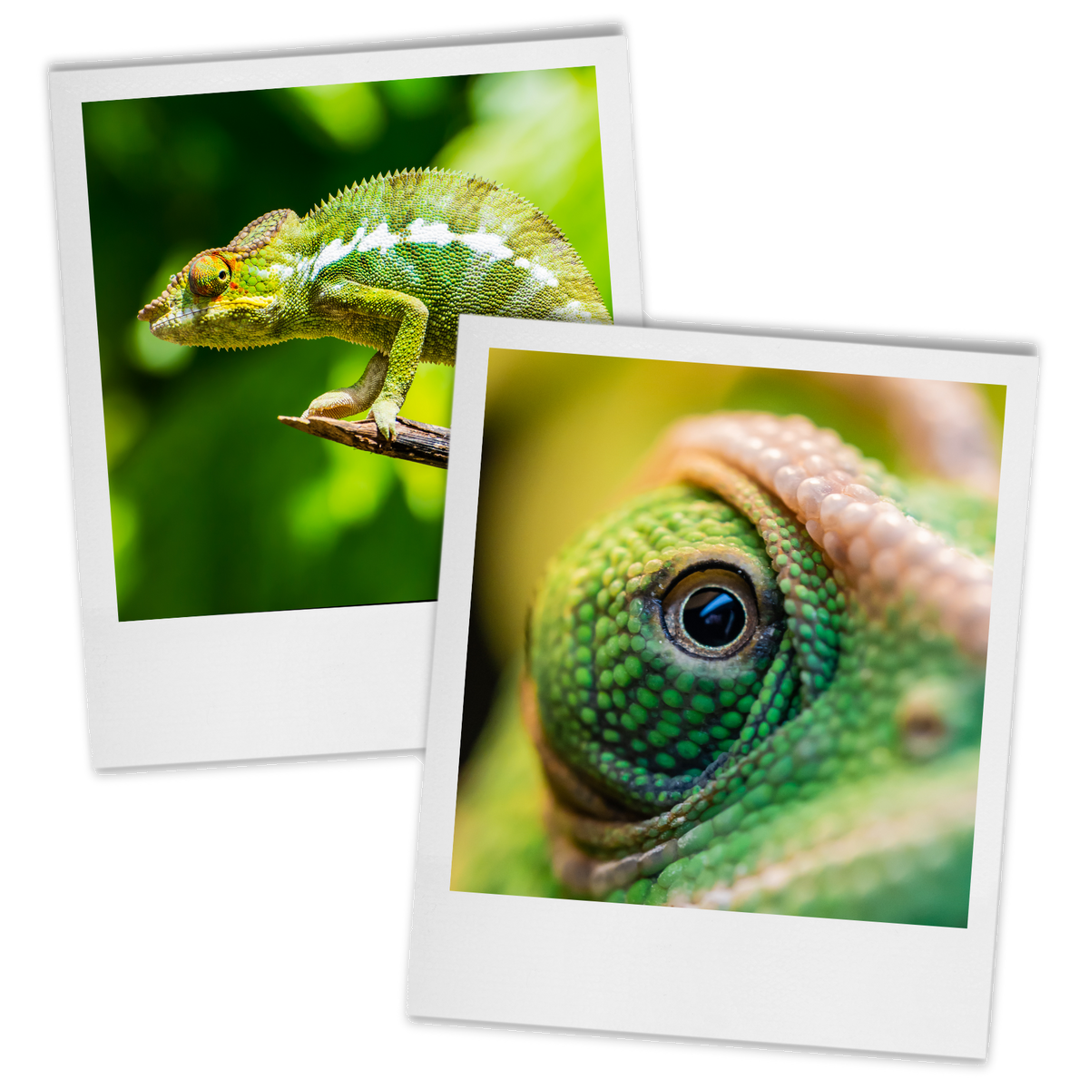 Old polaroid-style images of chameleons, as a teaser of one of the educational printables' theme.