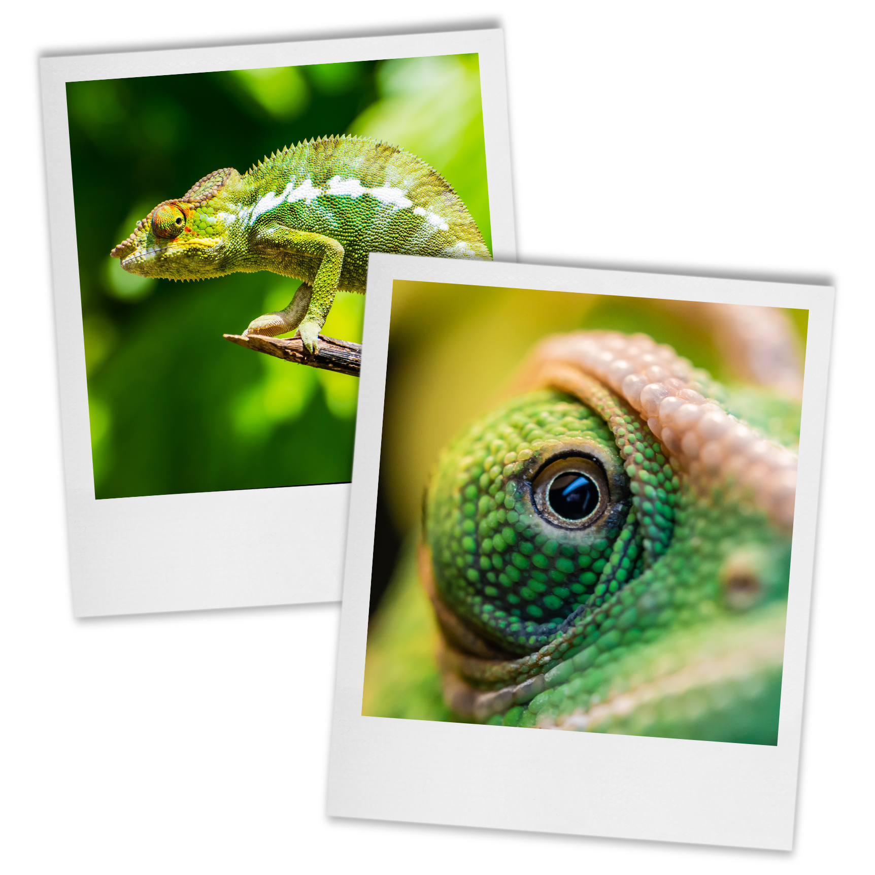 Old polaroid-style images of chameleons, as a teaser of one of the educational printables' theme.