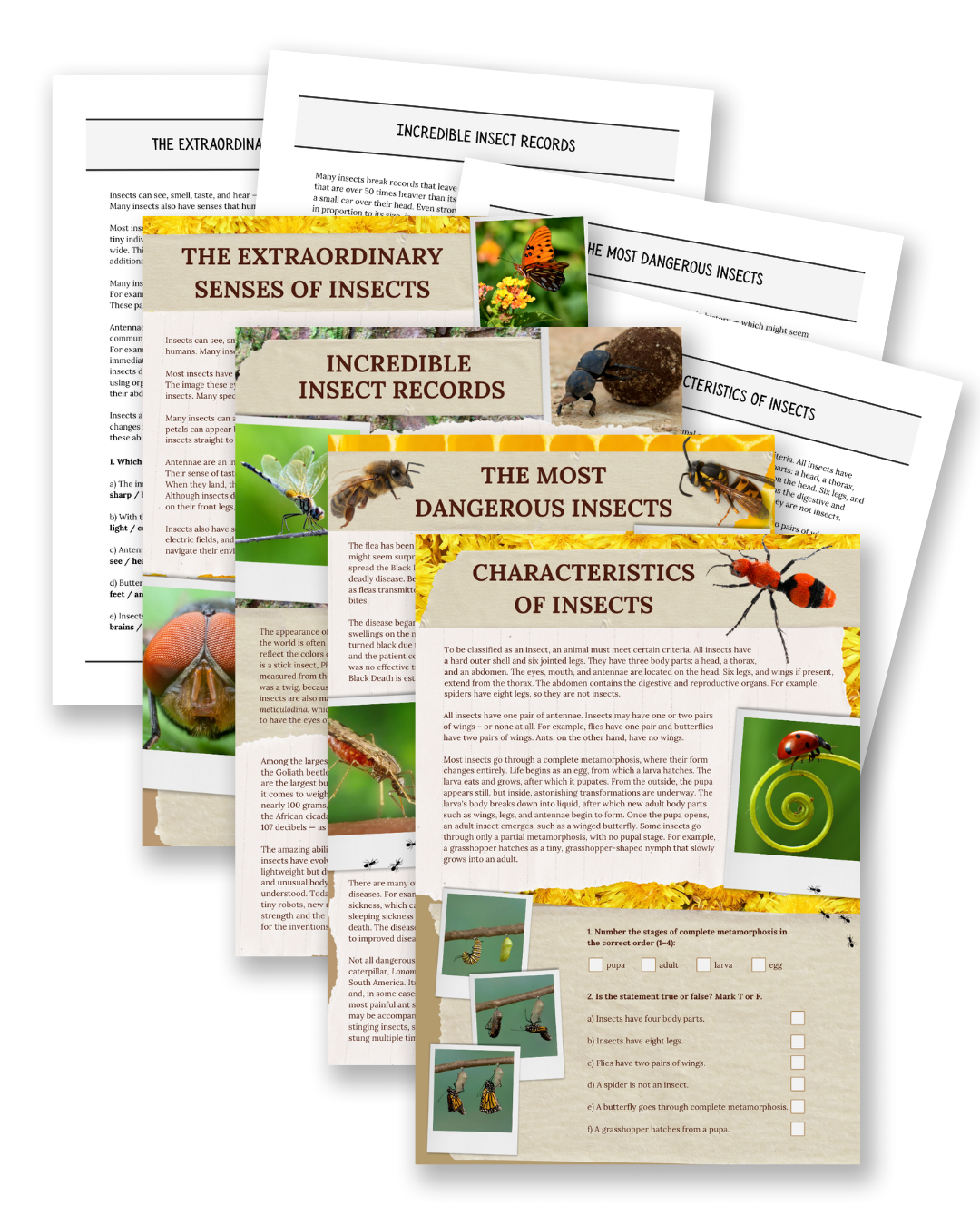 Insects printable non-fiction reading comprehension text set for kids